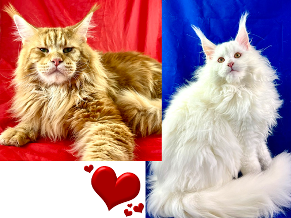 California Maine Coons, European Maine Coons For Sale San Diego, California, Prestigious Purr is TICA registered
