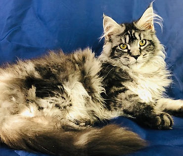 European Maine Coon Kittens For Sale Los Angeles, California
