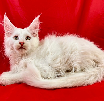 European Maine Coons For Sale San Diego, California and Phoenix, Arizona