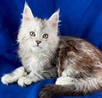 California Maine Coons, European Maine Coons For Sale San Diego, California, Prestigious Purr is TICA registered