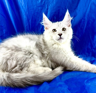California Maine Coons, European Maine Coons For Sale San Diego, California, Prestigious Purr is TICA registered