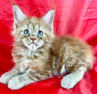 California Maine Coons, European Maine Coons For Sale San Diego, California, Prestigious Purr is TICA registered