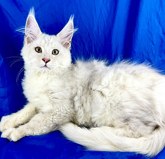 California Maine Coons, European Maine Coons For Sale San Diego, California, Prestigious Purr is TICA registered