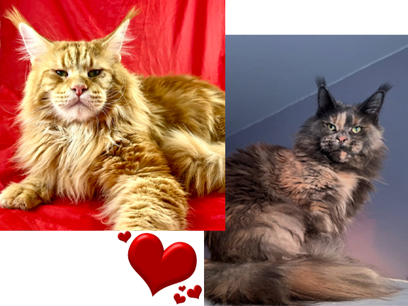 California Maine Coons, European Maine Coons For Sale San Diego, California, Prestigious Purr is TICA registered