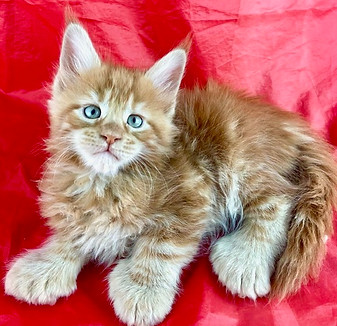 California Maine Coons, European Maine Coons For Sale San Diego, California, Prestigious Purr is TICA registered