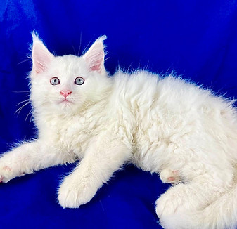 California Maine Coons, European Maine Coons For Sale San Diego, California, Prestigious Purr is TICA registered