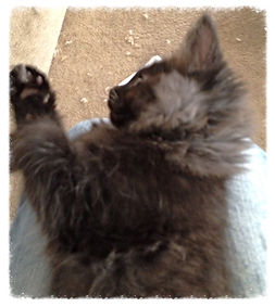 European Maine Coon Kittens For Sale San Diego, California