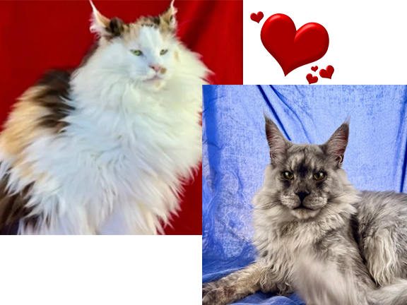 European Maine Coons For Sale San Diego, California and Phoenix, Arizona