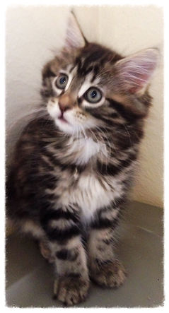 European Maine Coon Kittens For Sale San DiegoLos Angeles, California