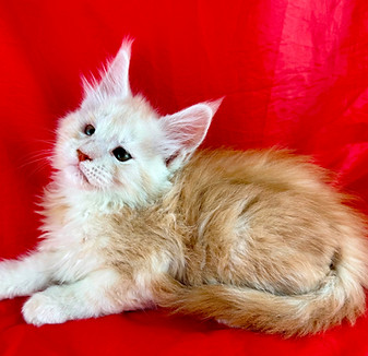California Maine Coons, European Maine Coons For Sale San Diego, California, Prestigious Purr is TICA registered