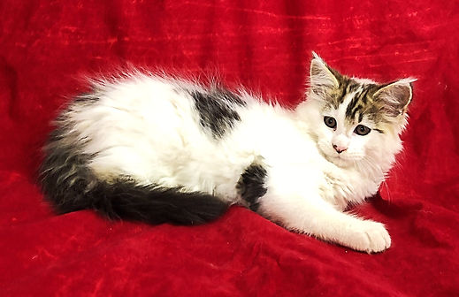 European Maine Coon Cats For Sale Los Angeles, California