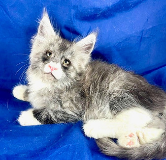 California Maine Coons, European Maine Coons For Sale San Diego, California, Prestigious Purr is TICA registered