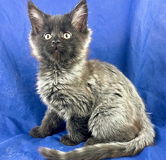 European Maine Coons For Sale San Diego, California and Phoenix, Arizona