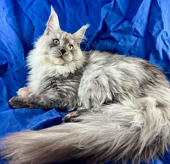 European Maine Coons For Sale San Diego, California and Phoenix, Arizona, Prestigious Purr has positive reviews