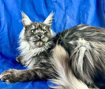 California Maine Coons, European Maine Coons For Sale San Diego, California, Prestigious Purr is TICA registered
