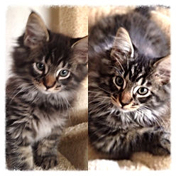 European Maine Coon Kittens For Sale San Diego