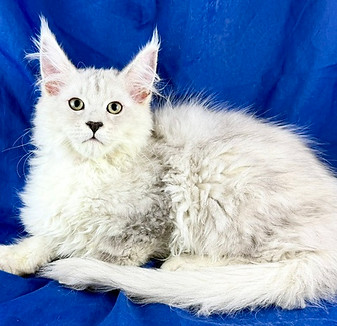 California Maine Coons, European Maine Coons For Sale San Diego, California, Prestigious Purr is TICA registered