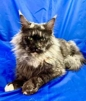 European Maine Coon Kittens For Sale Los Angeles, California and Phoenix, Arizona