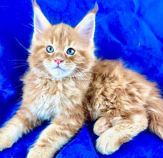 California Maine Coons, European Maine Coons For Sale San Diego, California, Prestigious Purr is TICA registered