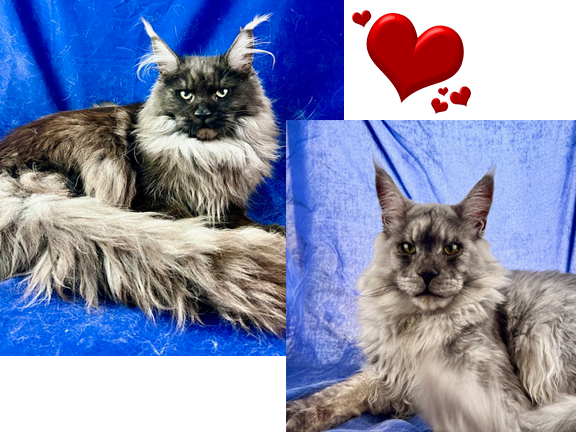 European Maine Coons For Sale San Diego, California and Phoenix, Arizona, Prestigious Purr has positive reviews