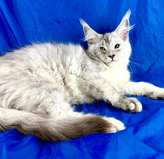 California Maine Coons, European Maine Coons For Sale San Diego, California, Prestigious Purr is TICA registered