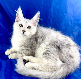 California Maine Coons, European Maine Coons For Sale San Diego, California, Prestigious Purr is TICA registered