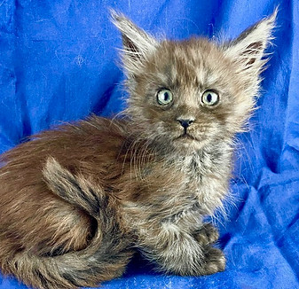 California Maine Coons, European Maine Coons For Sale San Diego, California, Prestigious Purr is TICA registered