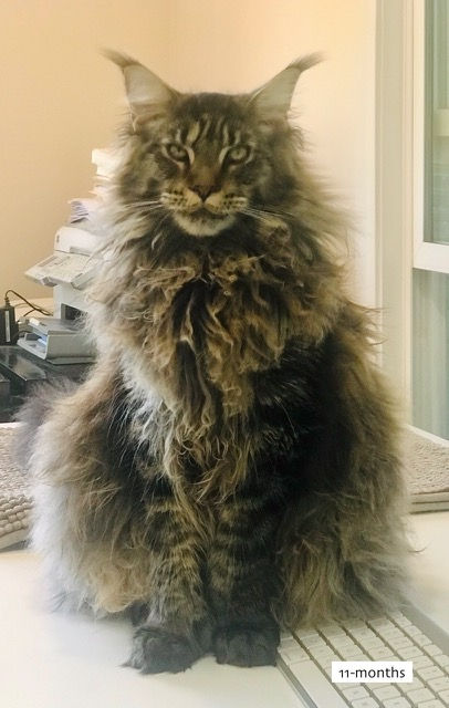 European Maine Coon Cats For Sale Los Angeles, California