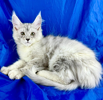 California Maine Coons, European Maine Coons For Sale San Diego, California, Prestigious Purr is TICA registered
