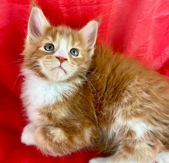 California Maine Coons, European Maine Coons For Sale San Diego, California, Prestigious Purr is TICA registered