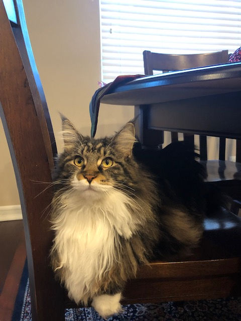 European Maine Coon Kittens For Sale San Diego, California