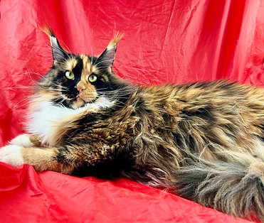 European Maine Coons For Sale San Diego, California and Phoenix, Arizona, TICA Registered Breeder