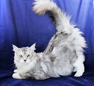 European Maine Coon Kittens For Sale San Diego, California and Phoenix, Arizona