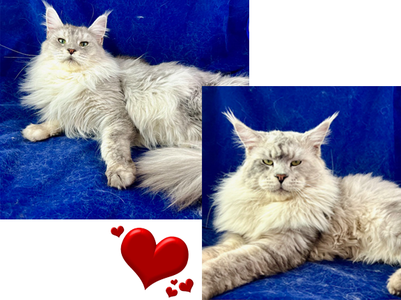 European Maine Coons For Sale San Diego, California and Phoenix, Arizona