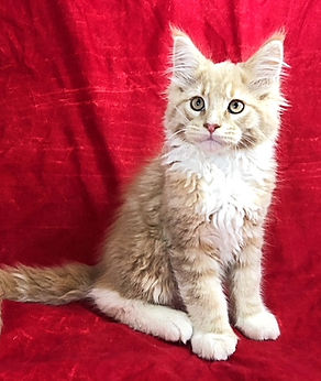 European Maine Coon Cats For Sale San Diego, California