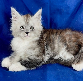 California Maine Coons, European Maine Coons For Sale San Diego, California, Prestigious Purr is TICA registered