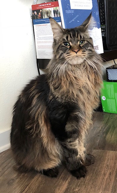European Maine Coon Kittens For Sale San Diego, California