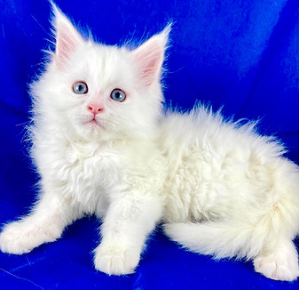 California Maine Coons, European Maine Coons For Sale San Diego, California, Prestigious Purr is TICA registered