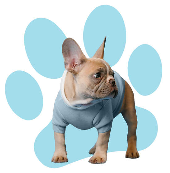 French Bulldog Puppy