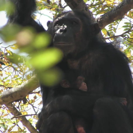 Karibu the newest Issa community member!