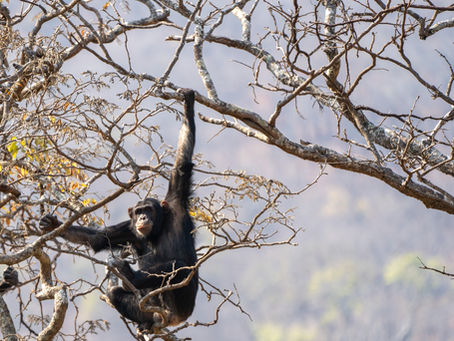 NEW PAPER! Some AABCs of human evolution: Ape Arboreality, Bipedalism, and Chimpanzees!