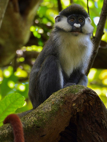 Red-tailed_Justas.jpg