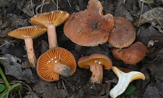 Lactifluus sp. (photo: N. Siegel).jpg