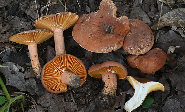 Lactifluus sp. (photo: N. Siegel).jpg