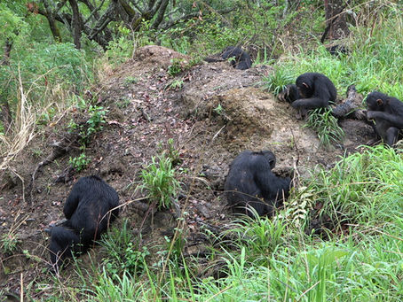 New paper! A chimpanzee's time to feast!