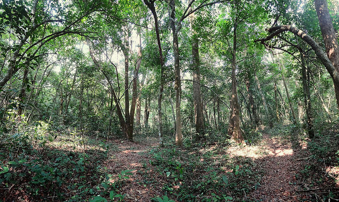 Forest.jpeg