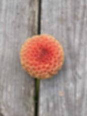 Cornel Bronze Dahlia Tuber