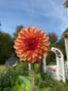 Ferncliff Copper Dahlia Tuber