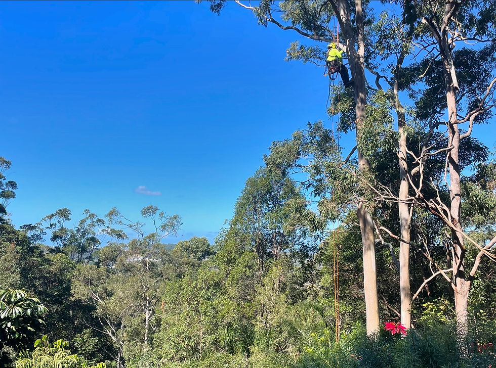 High angle view of a tree undergoing pruning process