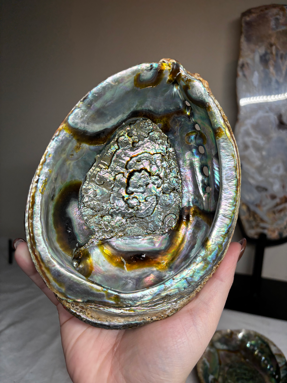 Thumbnail: ABALONE SHELL - INTUITIVELY CHOSEN